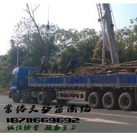 欒樹價(jià)格,常德欒樹,供應(yīng)8-15公分欒樹