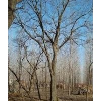 長(zhǎng)期提供黃連木價(jià)格 10-20公分黃連木價(jià)格 樸樹(shù)價(jià)格