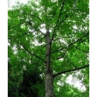 安徽馬褂木價格 供應(yīng)8-15公分馬褂木價格 馬褂木價格