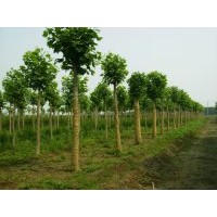 大量供應(yīng)法桐 國槐 白蠟 垂柳 速生柳 金葉榆 椿樹 毛白楊 欒樹