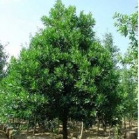 25公分杜英,25公分杜英樹價格1100元一棵