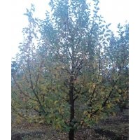 12公分京紅海棠