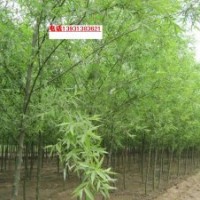 供應(yīng)速生柳3-8公分