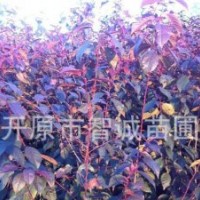 叢生密枝紅葉李