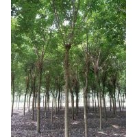 大葉女貞，國槐，重陽木，紫薇，香樟，石楠，桂花，大葉黃楊，銀