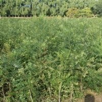 文冠果山西文冠果小苗價(jià)格牡丹苗白芍苗