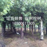 銷售大規(guī)格法桐樹 懸鈴木