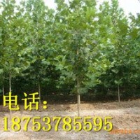 8公分法桐|濟(jì)寧法桐|速生法桐