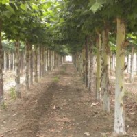 供應(yīng)18公分二年冠造型法桐 濟(jì)寧李營法桐價(jià)格