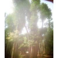 湖南骨架移植香樟，移植骨架香樟