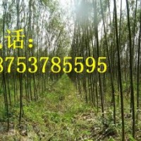 5公分速生柳5公分速生垂柳