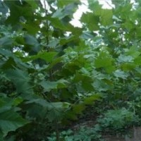 如何對速生法桐進(jìn)行健康養(yǎng)護(hù)