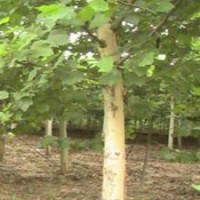 速生法桐移植運(yùn)輸注意事項(xiàng)