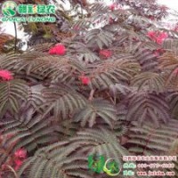 紫葉合歡 彩色變種 花日開夜合 十分新奇 紫葉合歡小苗供應(yīng)|江西