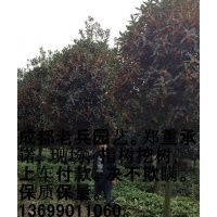 四川最準(zhǔn)確高桿桂花價(jià)格 老兵苗木園藝出售成都高桿桂花