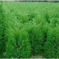 河南檜價(jià)格_河南檜小苗