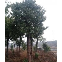 大規(guī)格香樟出售