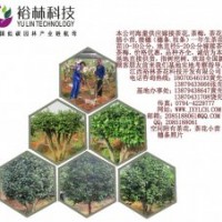 精品茶花供應(yīng)