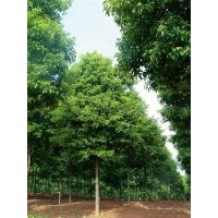 供應10-12公分移植全冠香樟 香樟價格