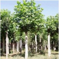 山東濟(jì)寧1公分法桐小苗法桐價(jià)格行情