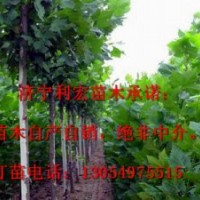 處理山東濟寧6公分全冠法桐法桐價格表