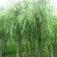 常年出售 垂柳 竹柳