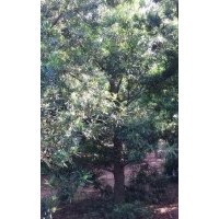 供地徑30量，10公分、13公分、15公分羅漢松