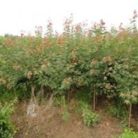 供應五角楓小苗