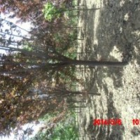 大量供應 4-5-6公分紫葉李