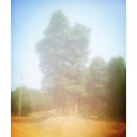 低價(jià)骨架香樟，骨架香樟價(jià)格