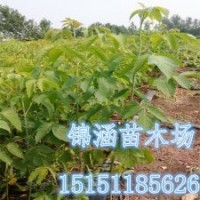 抗粉塵的行道樹苗1.2米高復(fù)葉槭苗江蘇復(fù)葉槭苗價(jià)格