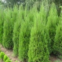 蜀檜2~3米去哪里買便宜，苗圃地直銷，請致電13507665695！