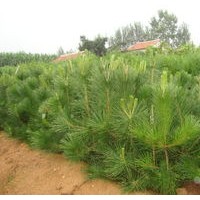 油松出售、80公分以上油松大量低價供應(yīng)