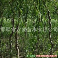 變色龍須柳、清香核桃樹(shù)、白皮松、側(cè)柏、云杉