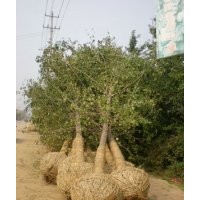 供應(yīng)5到80公分銀杏樹