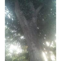 皂角法桐國槐白蠟垂柳