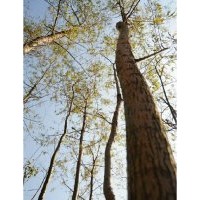 10公分柳樹(shù)價(jià)格