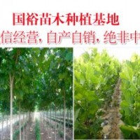 供應(yīng)速生法桐5公分3.2米裸根定桿法桐價(jià)格