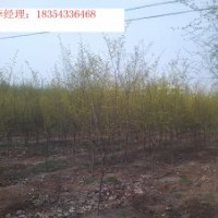 白蠟，速生白蠟，國槐，速生國槐，榆樹