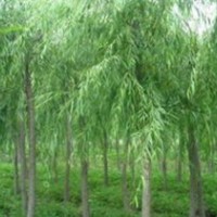 國(guó)槐,雪松,白皮松,油松,大葉女貞