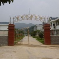 高產(chǎn)嫁接油茶苗