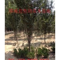 海棠哪里的海棠最便宜西府海棠價(jià)格