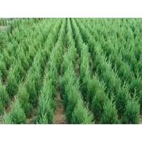 供應(yīng)各種規(guī)格蜀檜.1.5米蜀檜價(jià)格.2米蜀檜價(jià)格