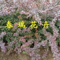 山東青州紅葉小檗批發(fā)