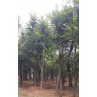 16公分櫸樹 18公分櫸樹 20公分移栽骨架櫸樹