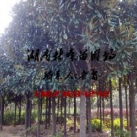 廣玉蘭價格,5-15公分廣玉蘭價格