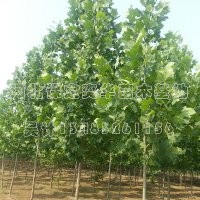 法桐價格_法桐_哪家的法桐好