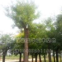 國槐價格_國槐_哪家國槐好