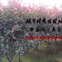 3公分紅葉石楠,4公分紅葉石楠,5公分紅葉石楠