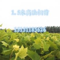 江蘇1米高扦插法桐苗法桐苗移植最佳時(shí)間